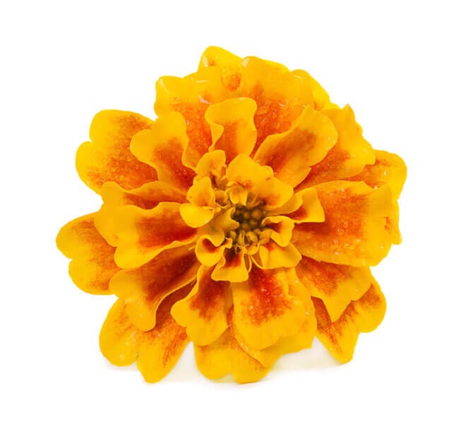 marigold